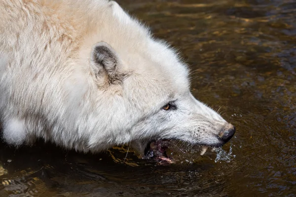北極オオカミ飲料水 Canis Lupus Arctos — ストック写真