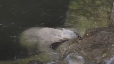 Kutup ayısı banyo yapıyor ve su havuzunda oynuyor, Ursus Maritimus.