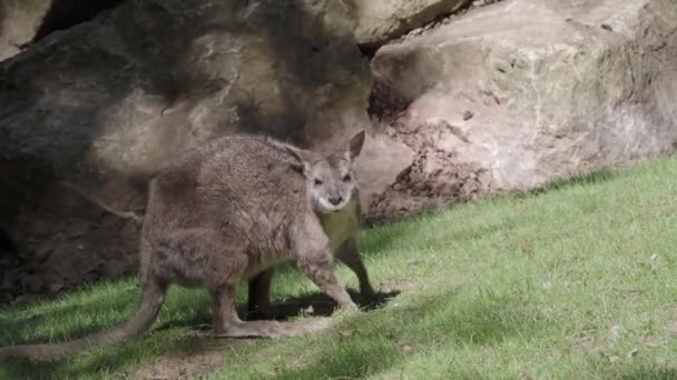 Pântano Wallaby Come Grama Wallabia Bicolor Dos Cangurus Menores — Vídeo de Stock