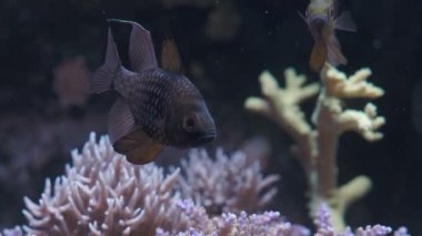 Pijama kardinali (Sphaeramia nematoptera), benekli kardinalbalığı olarak da bilinir..