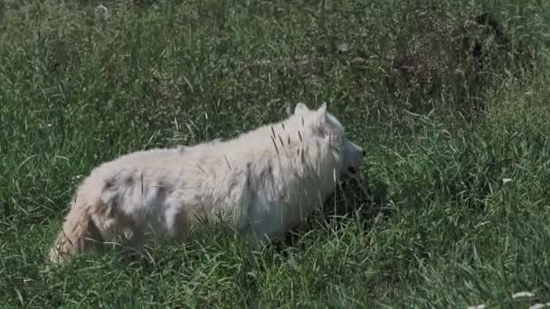 Arctische Wolf Gras Canis Lupus Arctos Ook Bekend Als Witte — Stockvideo