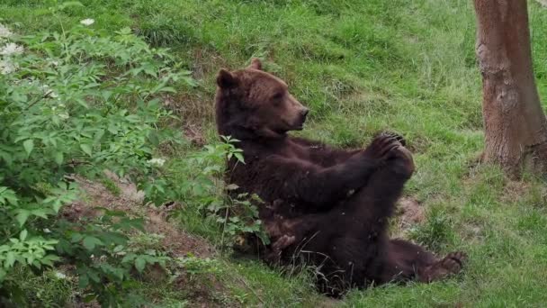 Niedźwiedź Spoczywa Rozciąga Się Trawie Niedźwiedź Brunatny Ursus Arctos Lesie — Wideo stockowe