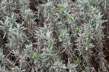 Lavandula angustifolia yaprakları bahçede, ayrıca İngiliz lavantası olarak da bilinir.