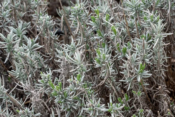 Lavandula Angustifolia Liście Ogrodzie Powszechnie Znany Również Jako Angielski Lawenda — Zdjęcie stockowe