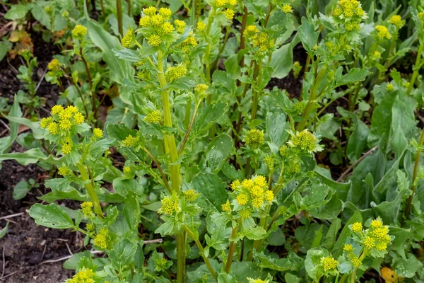 Wild Yellow Clusters Tiny Flowers Knwon Names Bittercress Herb Barbara — Stock Photo, Image