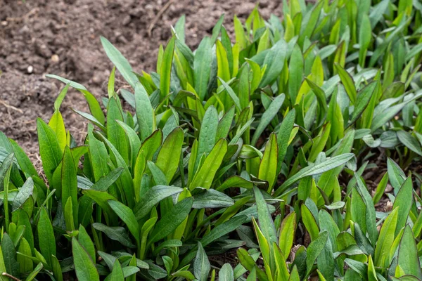 Aster Dumosus Aster Novi Belgii Garden Green Leaves — Stock Photo, Image