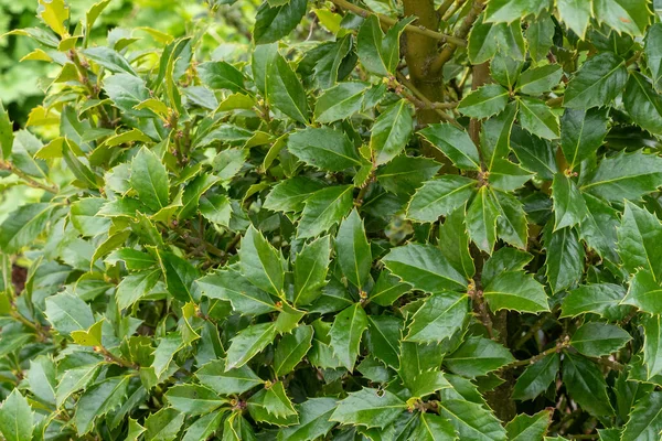 Rameaux Persistants Feuilles Vertes Ilex Aquifolium Noël Houx Décor Naturel — Photo