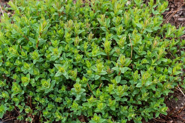 Hypericum Perforatum Millepertuis Millepertuis Commun Perforé Plantes Médicinales — Photo