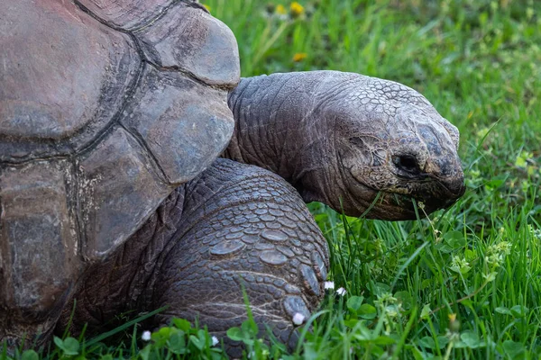 Αλντάμπρα Γιγάντια Χελώνα Aldabrachelys Gigantea — Φωτογραφία Αρχείου