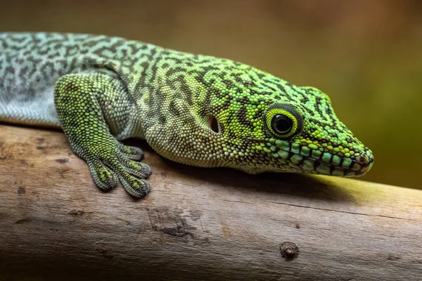 Día Pie Gecko Phelsuma Standingi — Foto de Stock