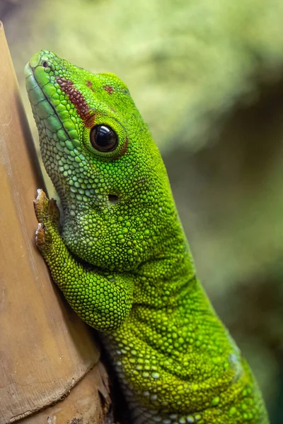 Madagascar Giant Day Gecko Felsuma Grandis — Stok fotoğraf