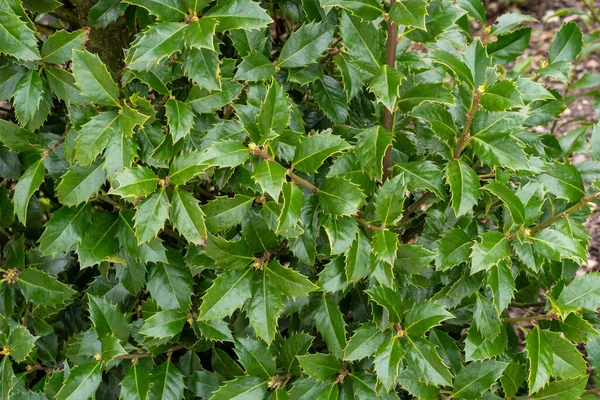 常緑は緑の葉を購入します Ilex Aquifoliumクリスマスホリー自然装飾 — ストック写真