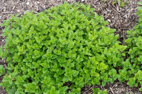 Oregano Plants Leaf Origanum Vulgare Spice Cooking — Stockfoto