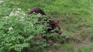 Ormanda kahverengi ayı (Ursus arctos)