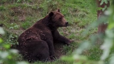 Ormanda kahverengi ayı (Ursus arctos)