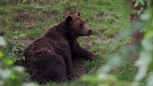 Brown Bear Ursus Arctos Forest — Stock Video
