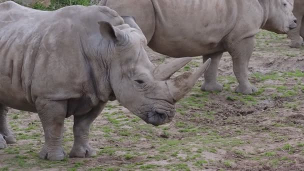 Southern White Rhinoceros Ceratotherium Simum Simum Critically Endangered Animal Species — Stock Video