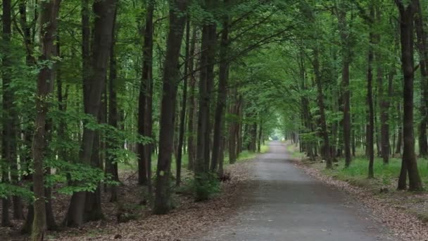 Wanderweg Wald Forststraße — Stockvideo