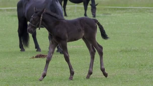 Black Kladrubian Horse Mare Foal — Stock Video