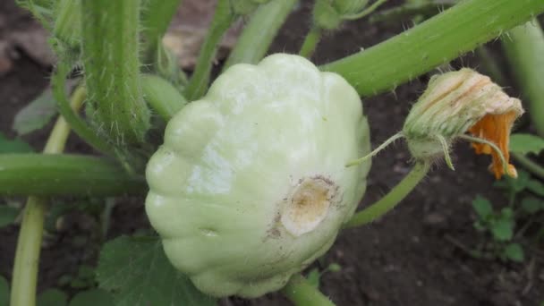 Pattypan 南瓜芽在植物上 在花园里种菜 南瓜西葫芦 — 图库视频影像