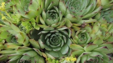 Renkli sempervivum - Houseleek çeşitleri Daimi Alp kayaları bahçesinde yan yana oturuyorlar