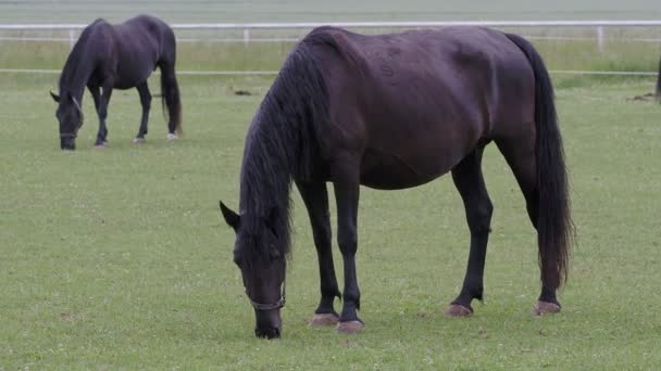 Zwart Kladrubisch Paard Merrie Met Veulen — Stockvideo