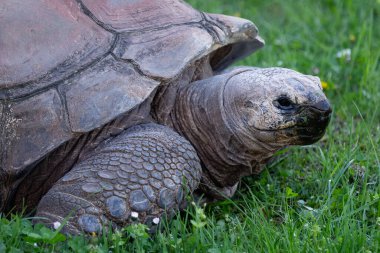 Aldabra dev kaplumbağa, aldabrachelys kızgözü