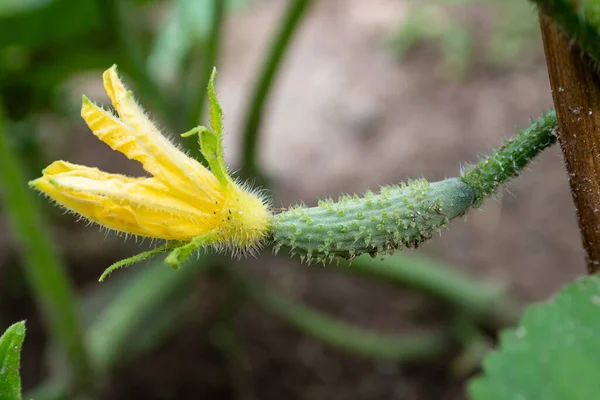 Small Unripe Cucumber Yellow Flower Growing Garden Organic Farming Concept — Stock Fotó