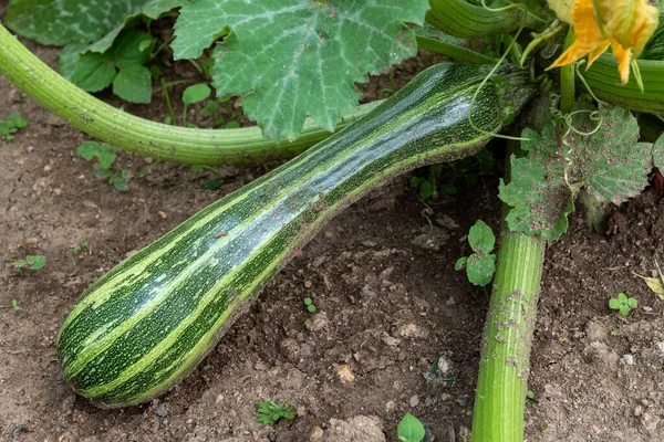 Green zucchini in garden. Growing zucchini on a vegetable garden. Organic farming. Concept of healthy food.