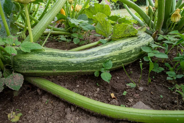 Green zucchini in garden. Growing zucchini on a vegetable garden. Organic farming. Concept of healthy food.