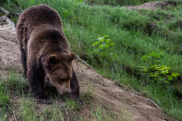 Бурый Медведь Ursus Arctos Лесу — стоковое фото