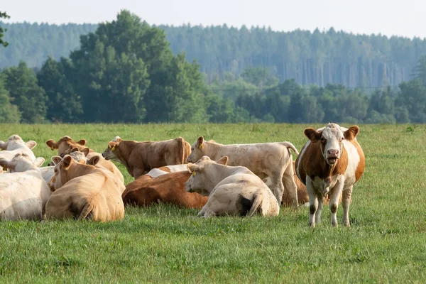 Herd Cows Summer Green Field — Stock Photo, Image