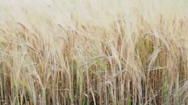 Bir yaz gününde çavdar tarlası. Hasat zamanı. Mısır gevreği bitkisi.