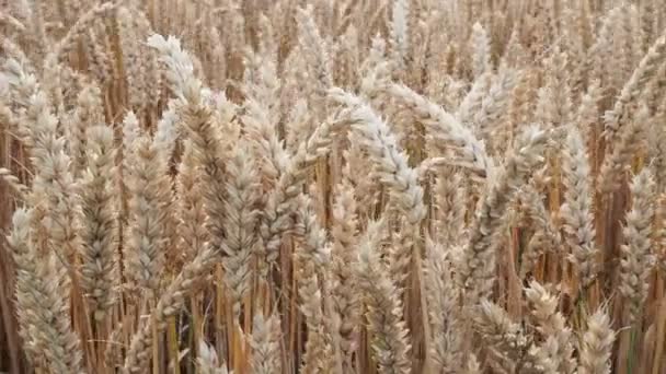 Wheat Field Ears Golden Wheat Closeup Harvest Concept Rural Scenery — Vídeo de Stock