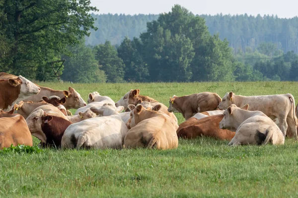 Stado Krów Zielonym Polu Letnim — Zdjęcie stockowe