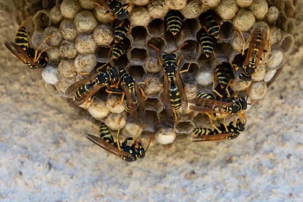 Une Macro Petit Nid Guêpes — Photo