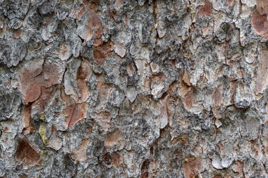 Çam kabuğu arkaplan dokusu. Ormanda ağaç kabuğu.