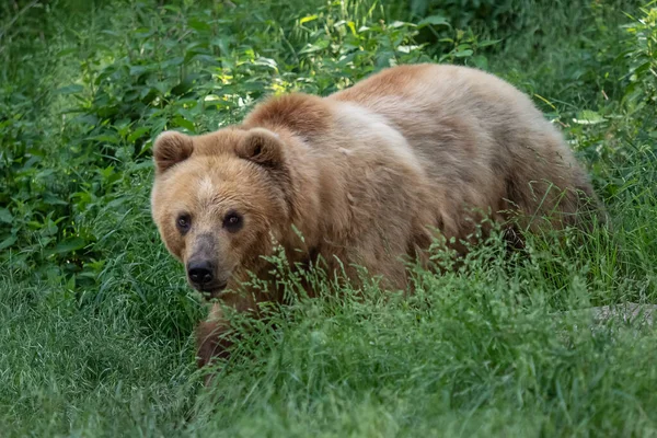 Kamchatka Bear Grass Ursus Arctos Beringianus — ストック写真