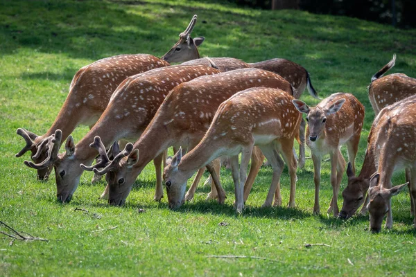 夏に緑の草原で落ちる鹿の家族 — ストック写真
