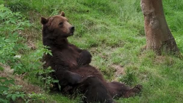 Urso Castanho Repouso Ursus Arctos Floresta — Vídeo de Stock