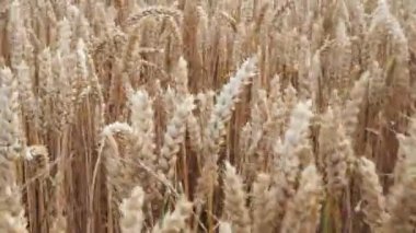 Wheat field. Ears of golden wheat closeup. Harvest concept and rural scenery.