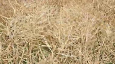 Ripe rapeseed shortly before harvest. Agricultural fields of rape