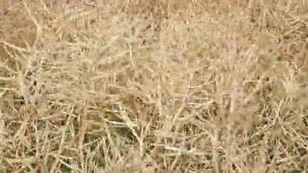 Ripe Rapeseed Shortly Harvest Agricultural Fields Rape — kuvapankkivideo