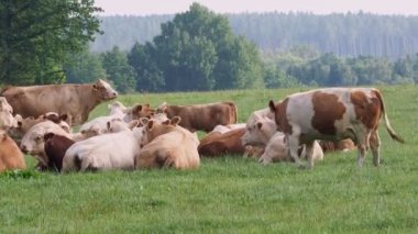 Yeşil yaz tarlasında inekler sürüsü