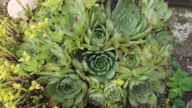 Colorful sempervivum - houseleek varieties sitting close together in the perennial alpine rock garden