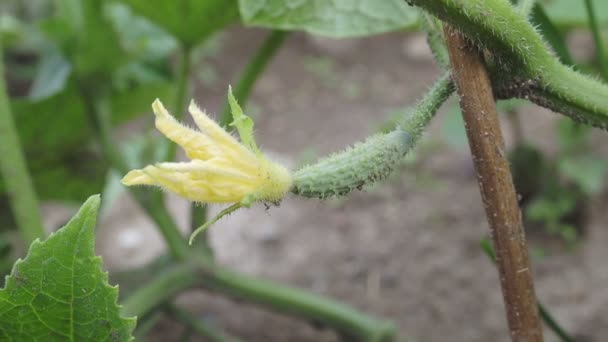 Small Unripe Cucumber Yellow Flower Growing Garden Organic Farming Concept — Video Stock