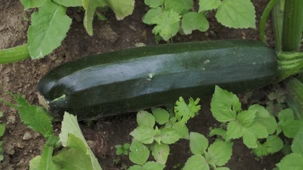 Green Zucchini Garden Growing Zucchini Vegetable Garden Organic Farming Concept — Stock Video