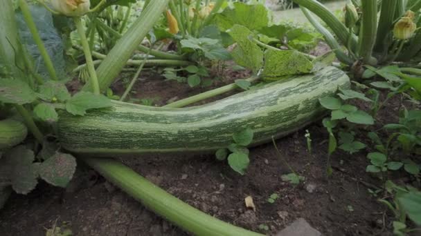 Zucchine Verdi Giardino Zucchine Crescita Orto Agricoltura Biologica Concetto Cibo — Video Stock