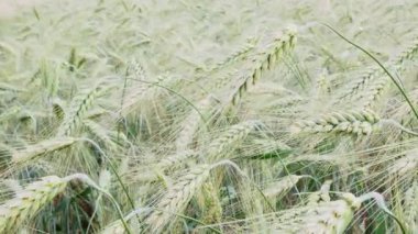 Yazın arpa tarlası