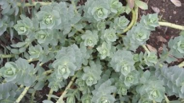 Myrtle Spurge - Euphorbia myrsinites, garden flower plant also known as creeping spurge, blue spurge